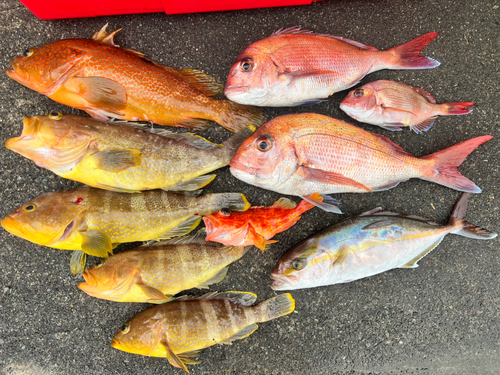 マダイの釣果