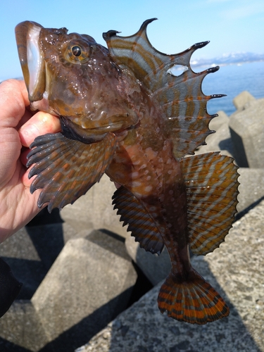 ニジカジカの釣果