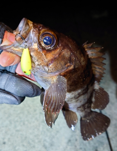 メバルの釣果