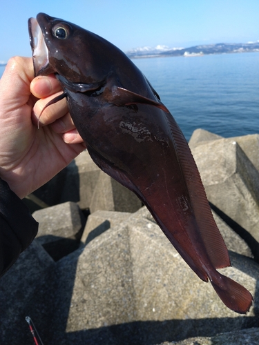 ドンコの釣果