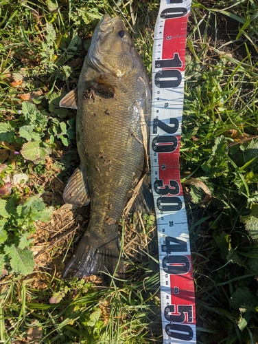 スモールマウスバスの釣果