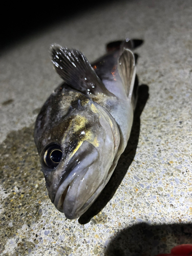 クロソイの釣果