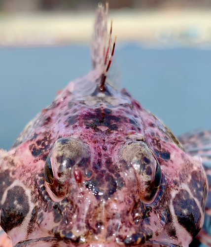 アナハゼの釣果