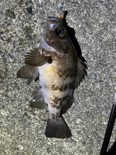 メバルの釣果