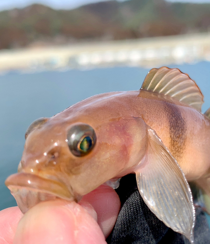 リュウグウハゼの釣果