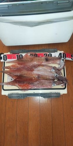 ヤリイカの釣果