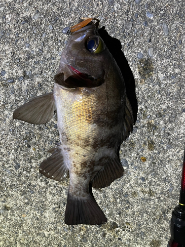 メバルの釣果