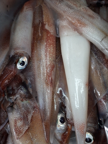 ヤリイカの釣果