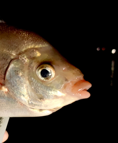 タナゴの釣果