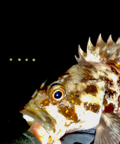 オウゴンムラソイの釣果