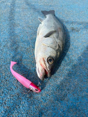 セイゴ（マルスズキ）の釣果