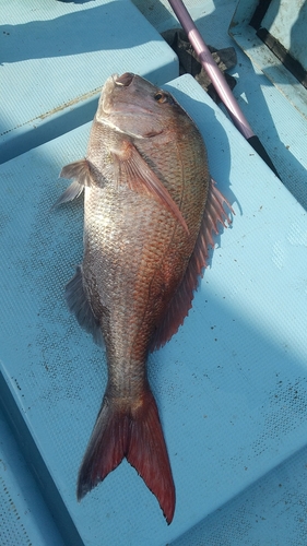 タイの釣果