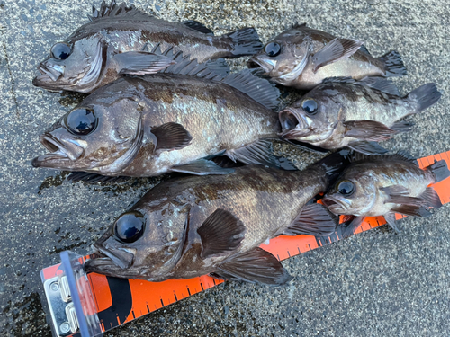 メバルの釣果