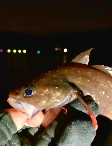 ドンコの釣果