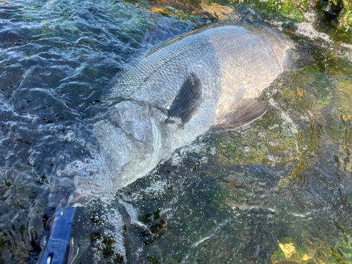 ヒラスズキの釣果