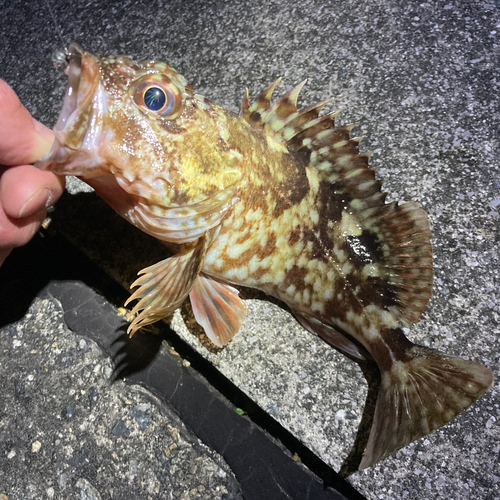 カサゴの釣果