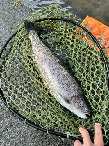 ニジマスの釣果