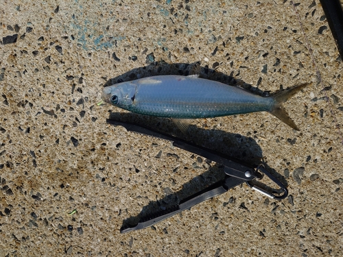 サバの釣果