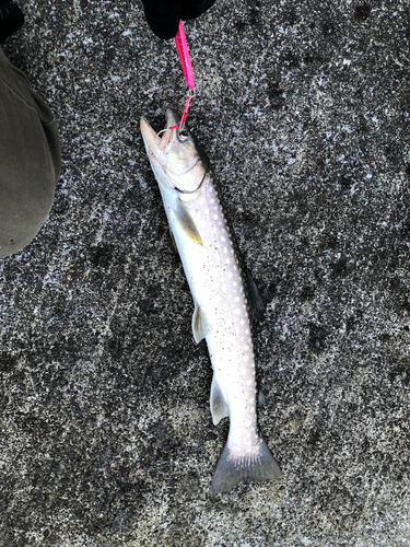 アメマスの釣果