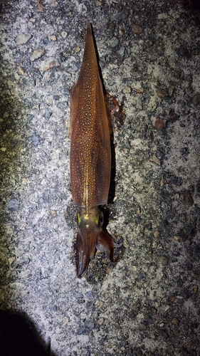 ヤリイカの釣果