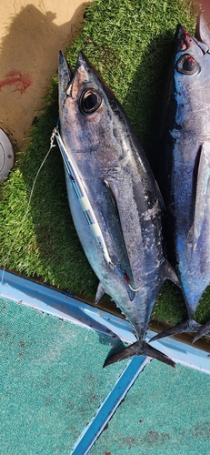 ビンチョウマグロの釣果