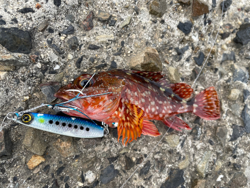 アラカブの釣果