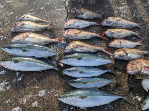 マダイの釣果