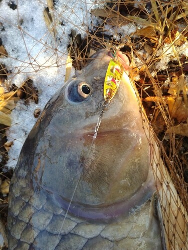 コイの釣果