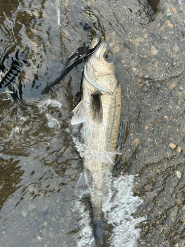 スズキの釣果