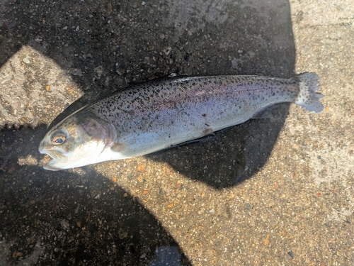 ニジマスの釣果