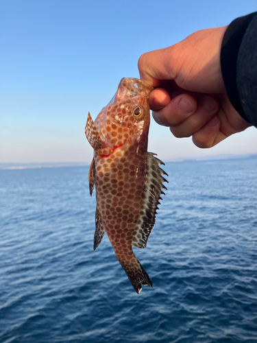 オオモンハタの釣果