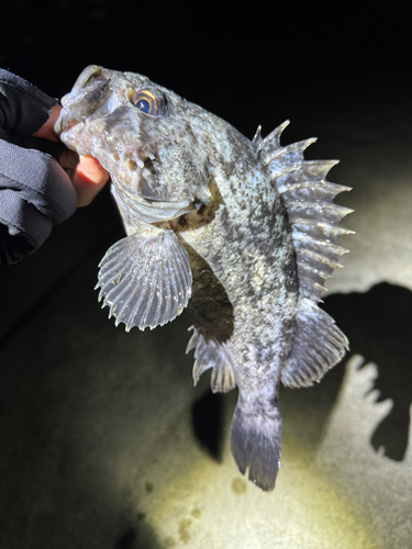 クロソイの釣果