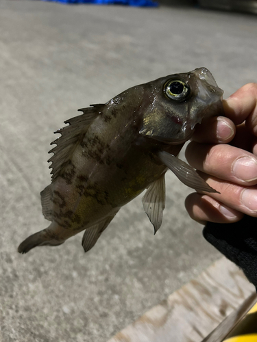 メバルの釣果