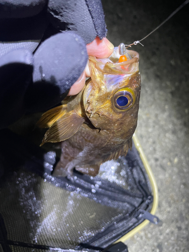 メバルの釣果