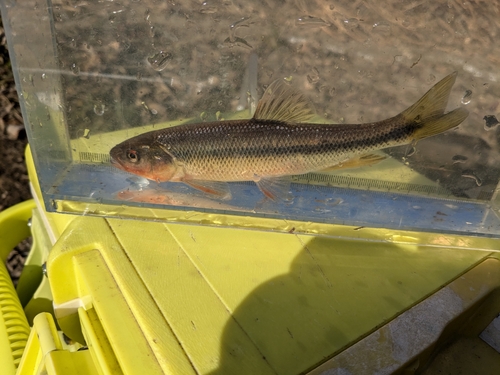 タイリクバラタナゴの釣果