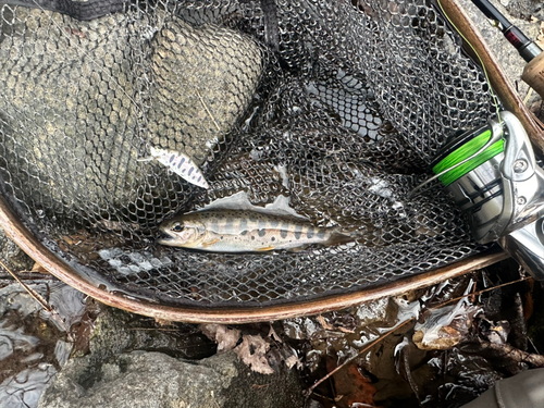 アマゴの釣果