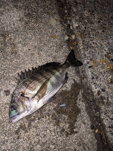 クロダイの釣果