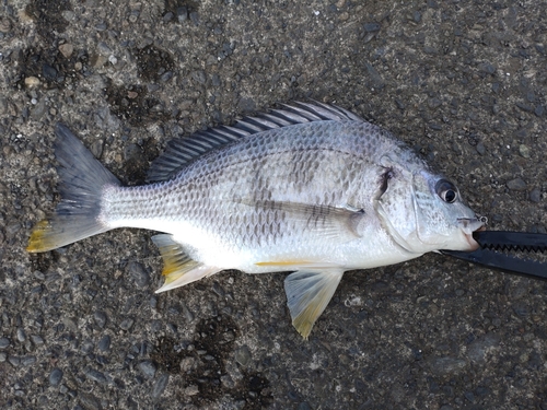 キビレの釣果