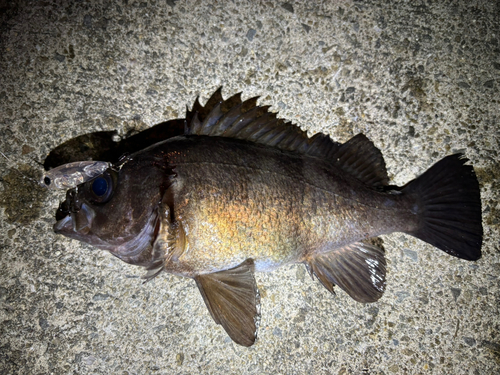 シロメバルの釣果