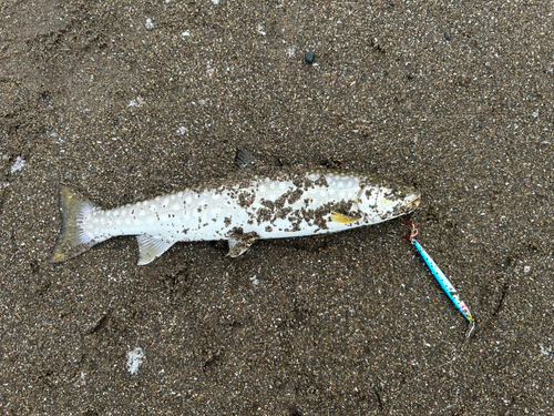 アメマスの釣果