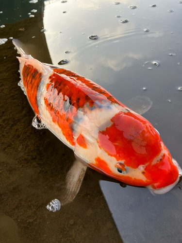 コイの釣果