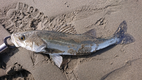 フッコ（マルスズキ）の釣果