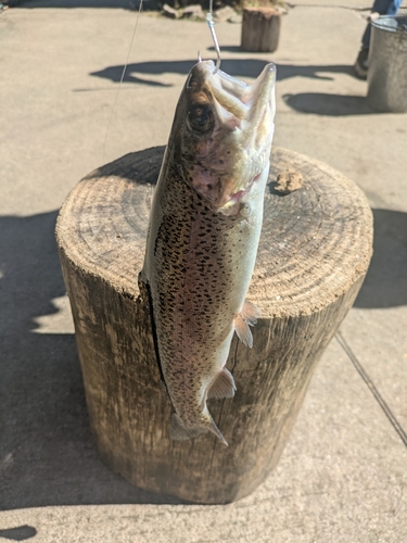 ニジマスの釣果