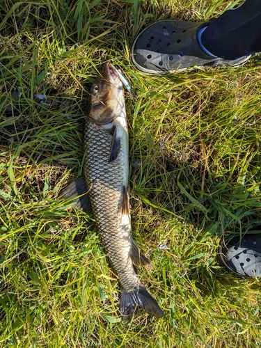 コウライニゴイの釣果