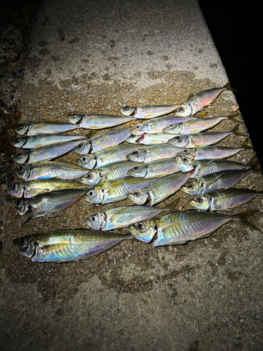 アジの釣果