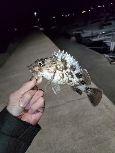 タケノコメバルの釣果