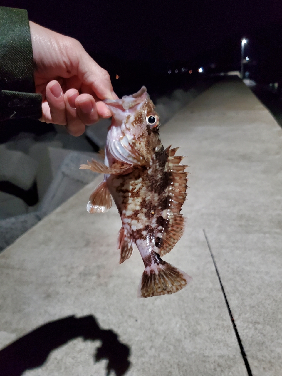 タケノコメバル