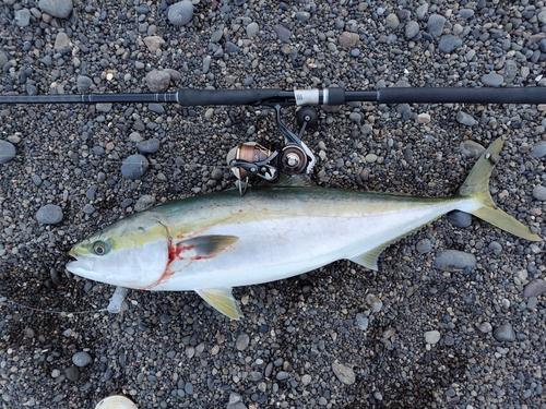 ブリの釣果