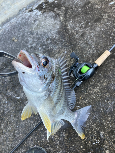 キビレの釣果