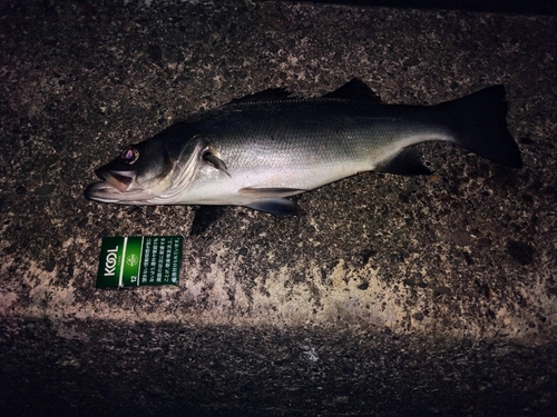 セイゴ（ヒラスズキ）の釣果